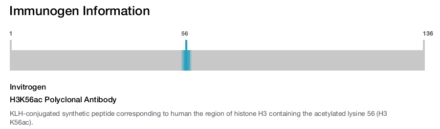 H3K56ac Polyclonal Antibody