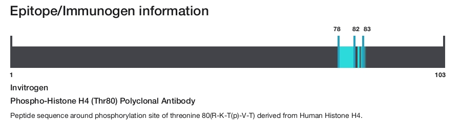 Phospho-Histone H4 (Thr80) Polyclonal Antibody