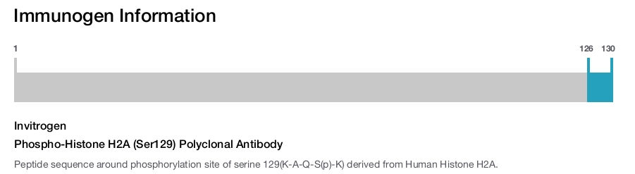 Phospho-Histone H2A (Ser129) Polyclonal Antibody