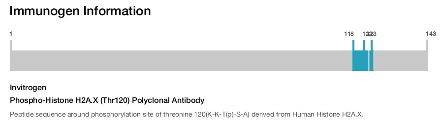 Phospho-Histone H2A.X (Thr120) Polyclonal Antibody