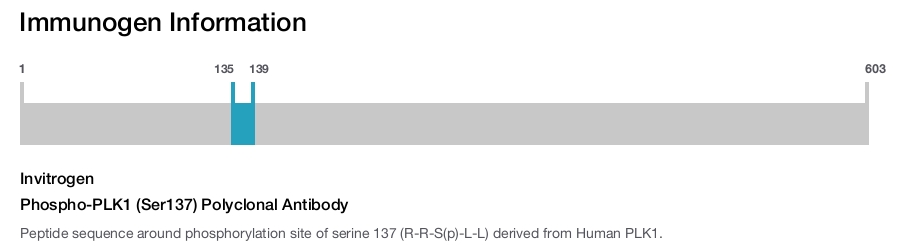 Phospho-PLK1 (Ser137) Polyclonal Antibody