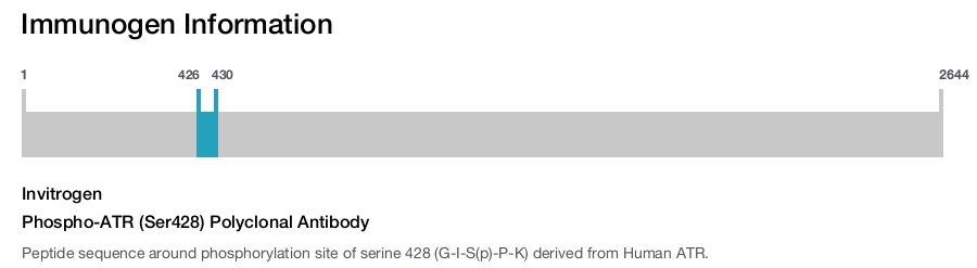 Phospho-ATR (Ser428) Polyclonal Antibody