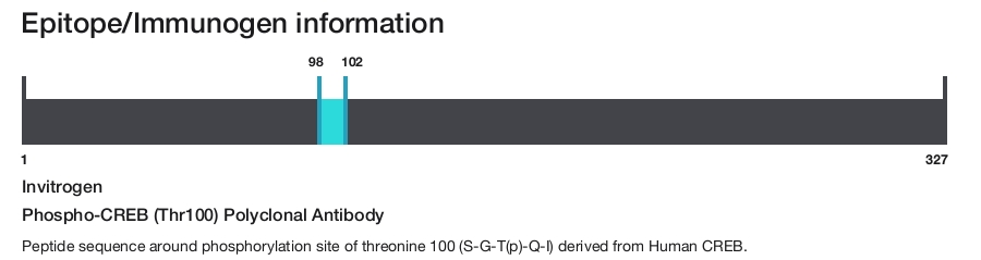 Phospho-CREB (Thr100) Polyclonal Antibody