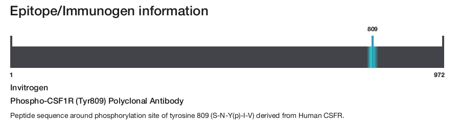 Phospho-CSF1R (Tyr809) Polyclonal Antibody