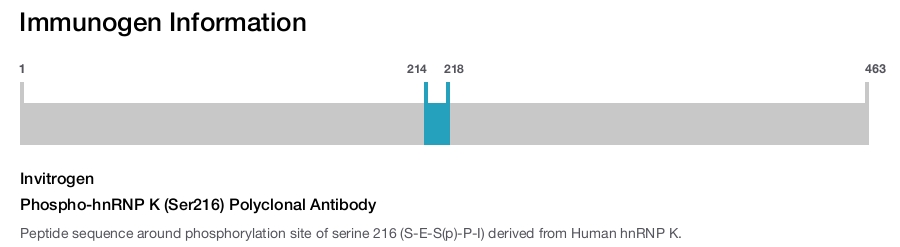 Phospho-hnRNP K (Ser216) Polyclonal Antibody