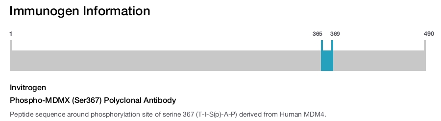 Phospho-MDMX (Ser367) Polyclonal Antibody