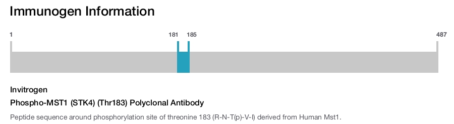Phospho-MST1 (STK4) (Thr183) Polyclonal Antibody