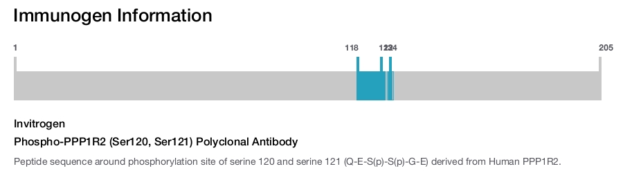 Phospho-PPP1R2 (Ser120, Ser121) Polyclonal Antibody
