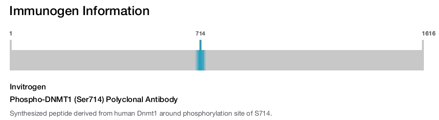 Phospho-DNMT1 (Ser714) Polyclonal Antibody