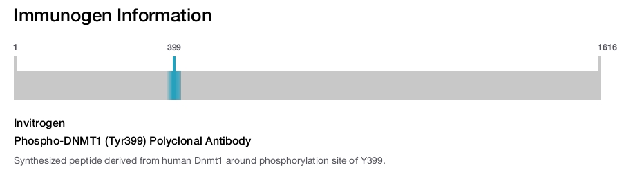 Phospho-DNMT1 (Tyr399) Polyclonal Antibody