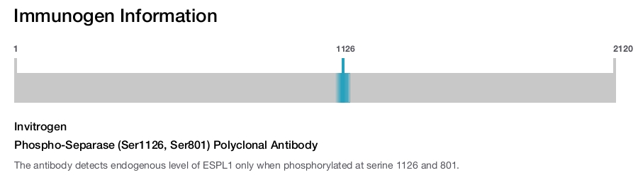 Phospho-Separase (Ser1126, Ser801) Polyclonal Antibody