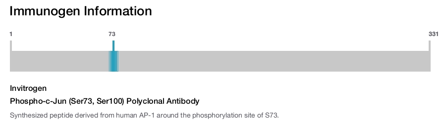 Phospho-c-Jun (Ser73, Ser100) Polyclonal Antibody