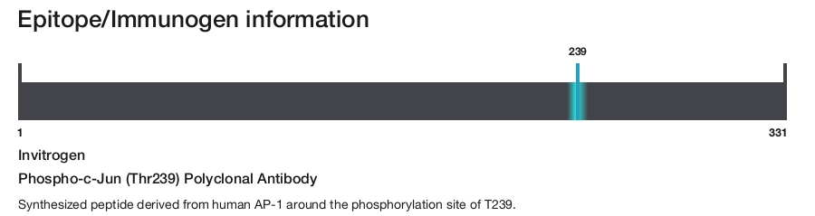 Phospho-c-Jun (Thr239) Polyclonal Antibody
