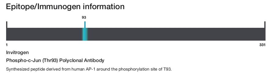 Phospho-c-Jun (Thr93) Polyclonal Antibody