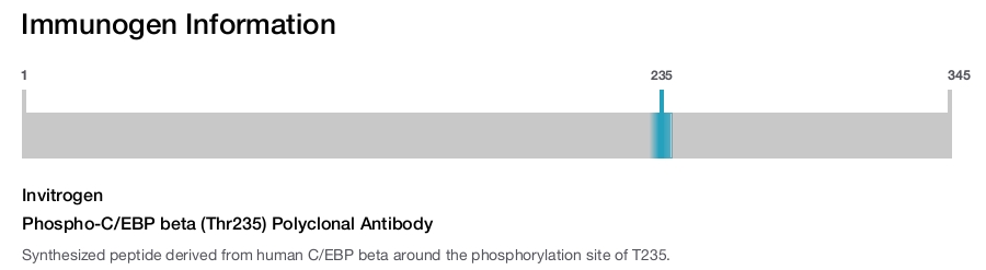 Phospho-C/EBP beta (Thr235) Polyclonal Antibody