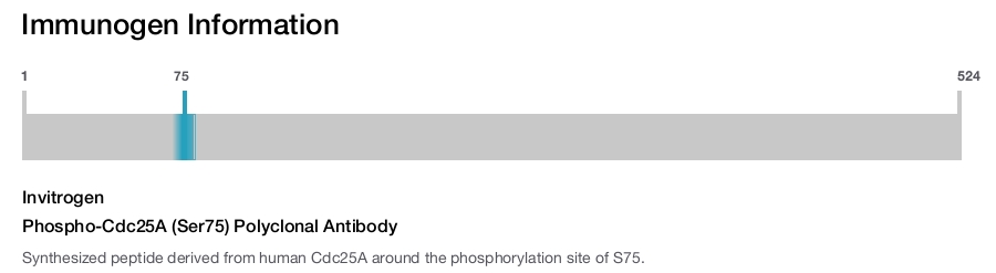 Phospho-Cdc25A (Ser75) Polyclonal Antibody