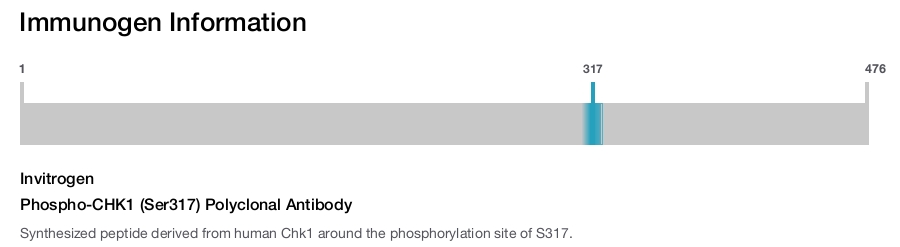 Phospho-CHK1 (Ser317) Polyclonal Antibody