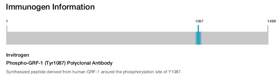 Phospho-GRF-1 (Tyr1087) Polyclonal Antibody