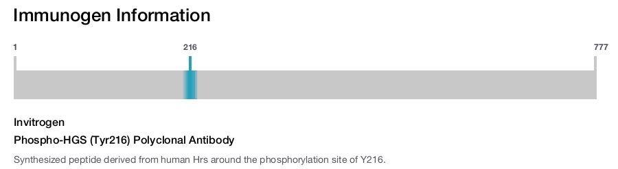 Phospho-HGS (Tyr216) Polyclonal Antibody