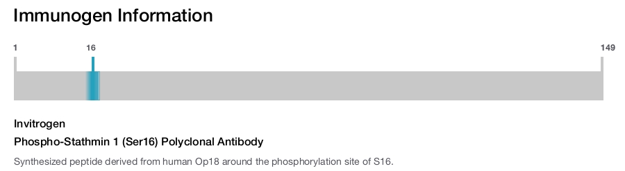 Phospho-Stathmin 1 (Ser16) Polyclonal Antibody