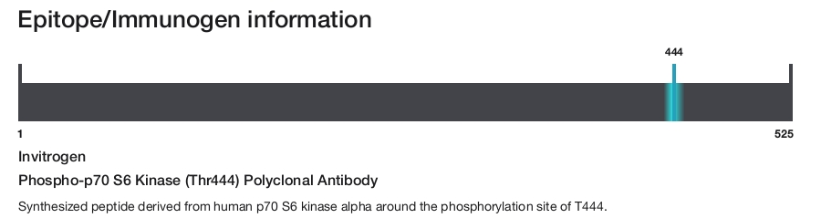 Phospho-p70 S6 Kinase (Thr444) Polyclonal Antibody