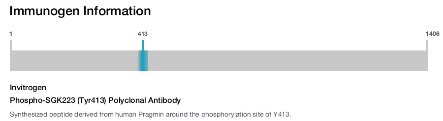 Phospho-SGK223 (Tyr413) Polyclonal Antibody