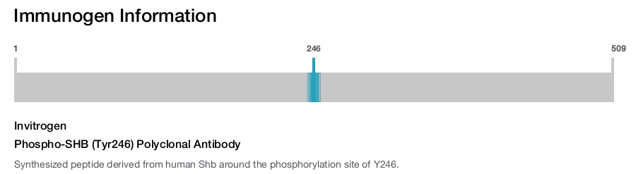 Phospho-SHB (Tyr246) Polyclonal Antibody