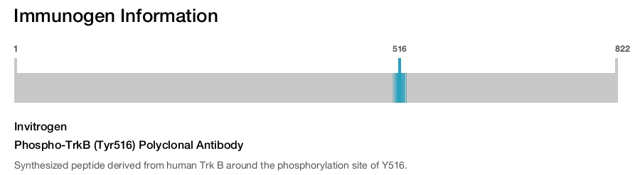Phospho-TrkB (Tyr516) Polyclonal Antibody
