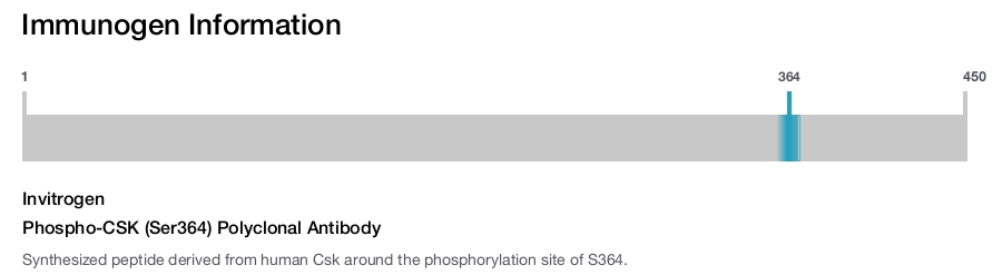 Phospho-CSK (Ser364) Polyclonal Antibody