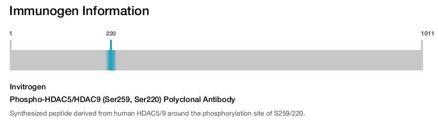 Phospho-HDAC5/HDAC9 (Ser259, Ser220) Polyclonal Antibody