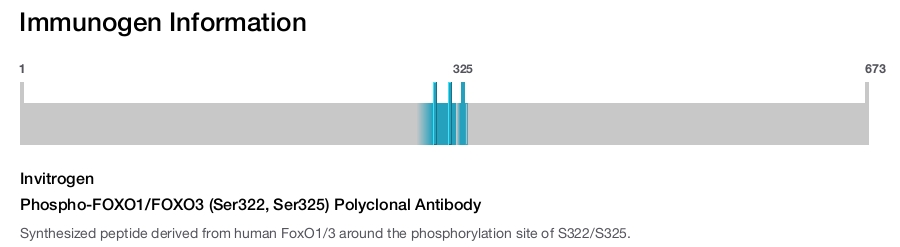 Phospho-FOXO1/FOXO3 (Ser322, Ser325) Polyclonal Antibody