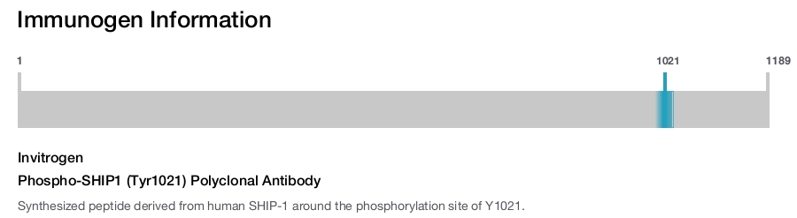 Phospho-SHIP1 (Tyr1021) Polyclonal Antibody