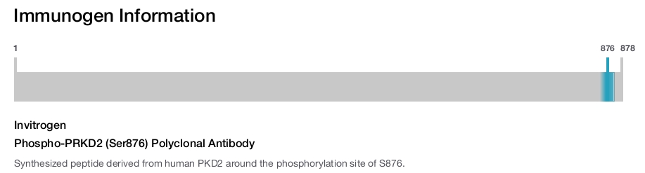Phospho-PRKD2 (Ser876) Polyclonal Antibody