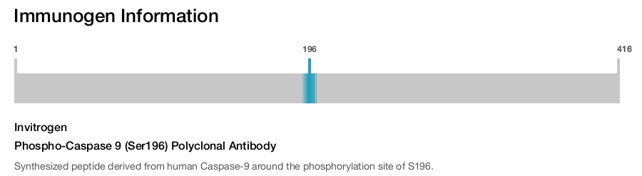Phospho-Caspase 9 (Ser196) Polyclonal Antibody