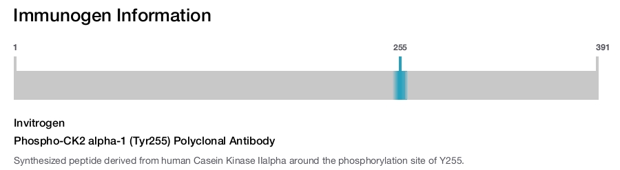 Phospho-CK2 alpha-1 (Tyr255) Polyclonal Antibody