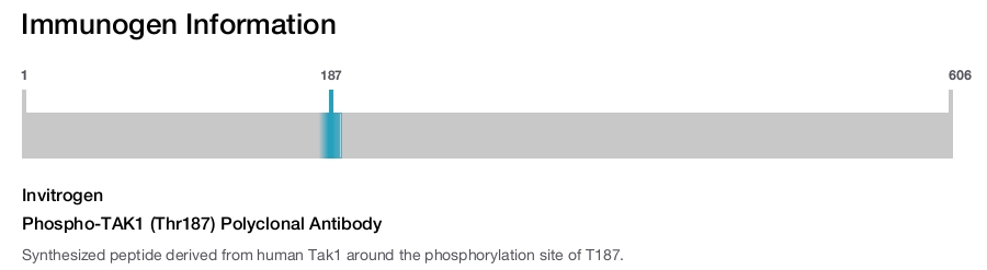 Phospho-TAK1 (Thr187) Polyclonal Antibody