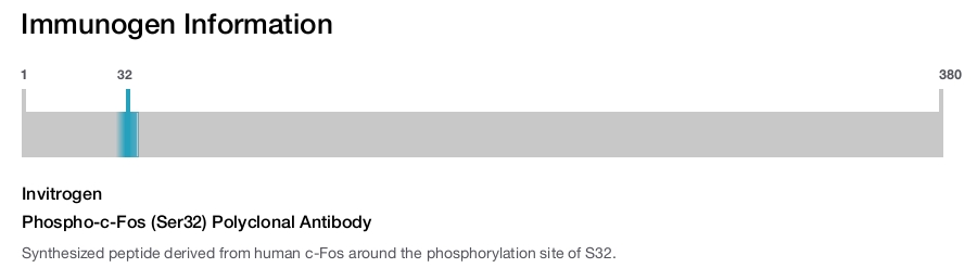 Phospho-c-Fos (Ser32) Polyclonal Antibody