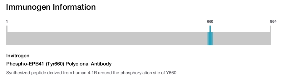 Phospho-EPB41 (Tyr660) Polyclonal Antibody