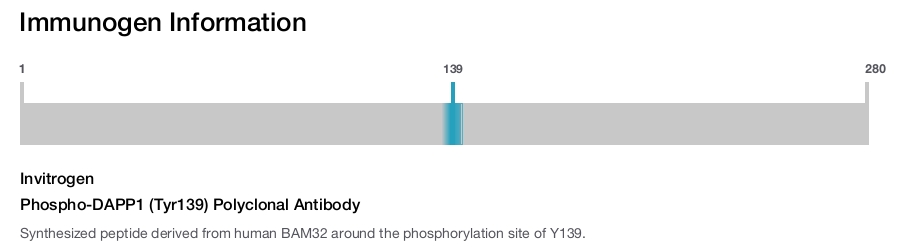 Phospho-DAPP1 (Tyr139) Polyclonal Antibody