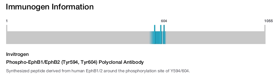 Phospho-EphB1/EphB2 (Tyr594, Tyr604) Polyclonal Antibody