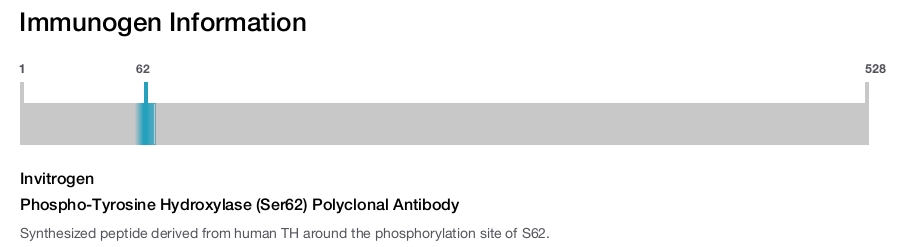 Phospho-Tyrosine Hydroxylase (Ser62) Polyclonal Antibody