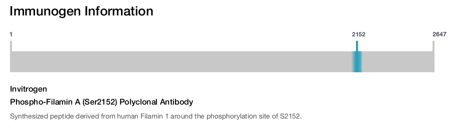 Phospho-Filamin A (Ser2152) Polyclonal Antibody