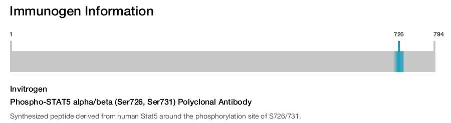Phospho-STAT5 alpha/beta (Ser726, Ser731) Polyclonal Antibody