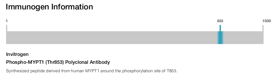Phospho-MYPT1 (Thr853) Polyclonal Antibody