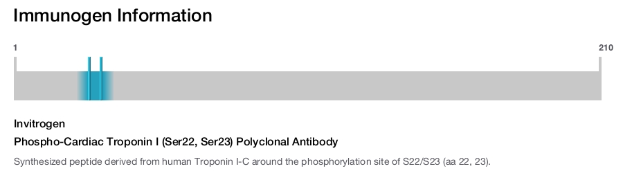 Phospho-Cardiac Troponin I (Ser22, Ser23) Polyclonal Antibody