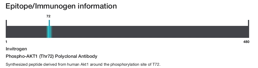 Phospho-AKT1 (Thr72) Polyclonal Antibody