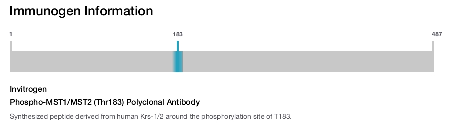 Phospho-MST1/MST2 (Thr183) Polyclonal Antibody