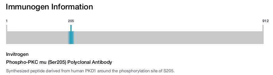 Phospho-PKC mu (Ser205) Polyclonal Antibody