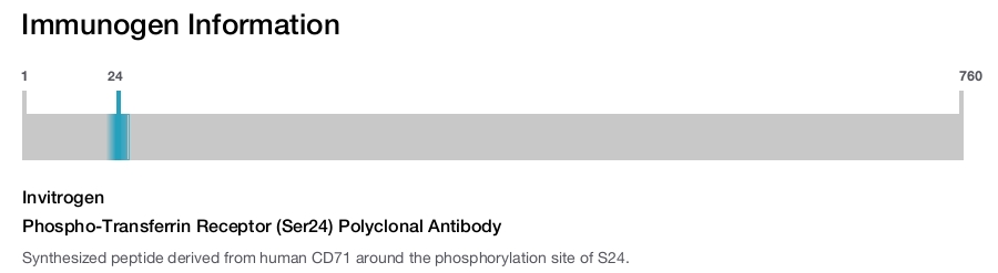 Phospho-Transferrin Receptor (Ser24) Polyclonal Antibody