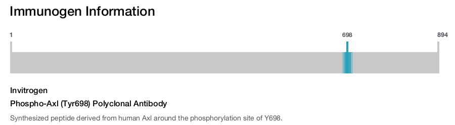 Phospho-Axl (Tyr698) Polyclonal Antibody